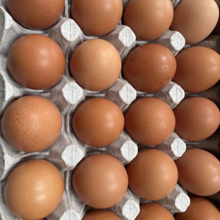 Oeuf *12
